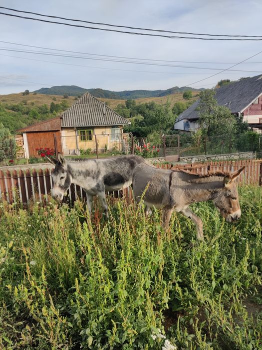 Vand 2 magarite gestante