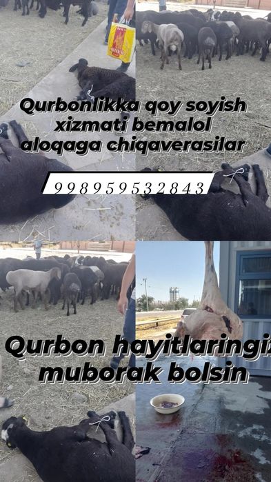 Qurbon Haiti uchun Qassob bor