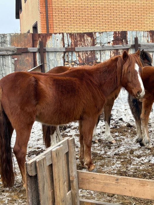 Продам Кобылку 650000