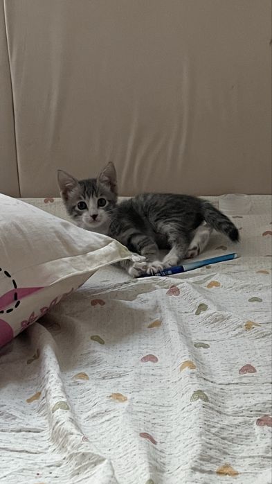 Домашиний кошка.