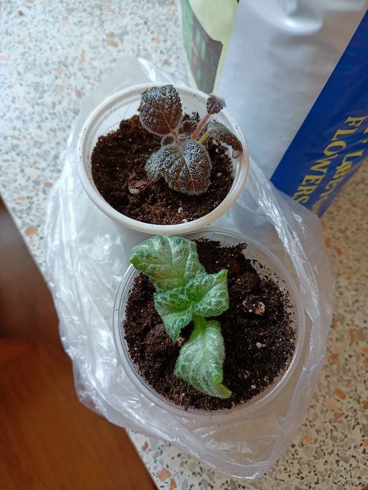 Продам ростки эписций