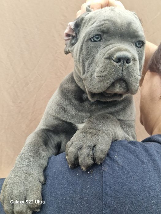 Мальчик кане корсо