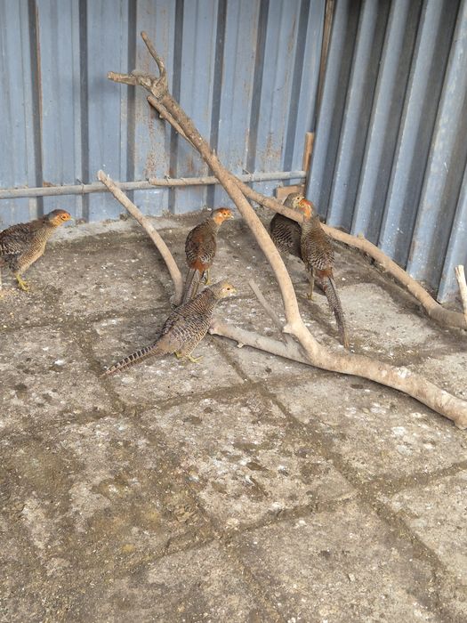 Червено зланти фазани