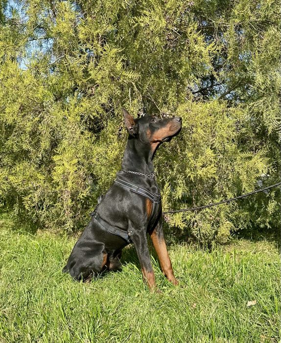 Доберман для съемок и фотоссесий
