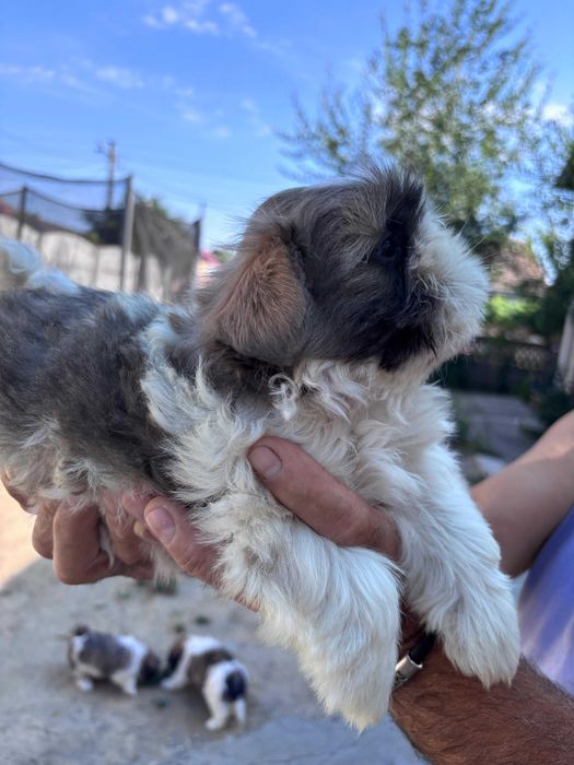 Pui Shih Tzu talie mică (baieteti)– Își caută familii iubitoare și responsabile