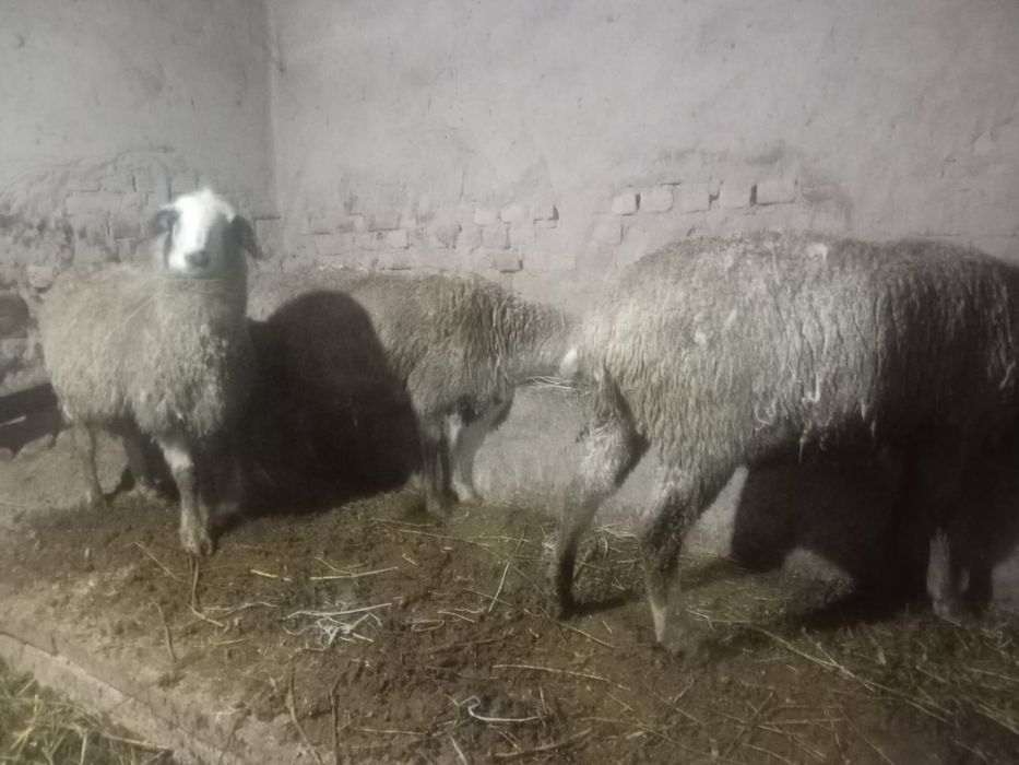 Бараны котные буаз қой