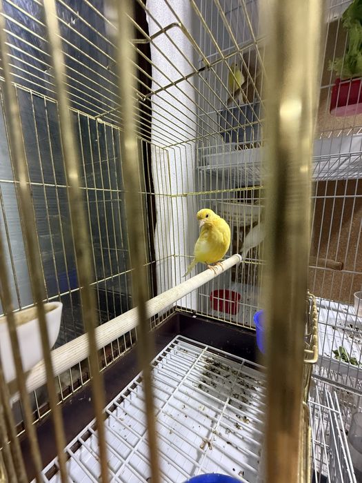 Kanareyka joʻjalari