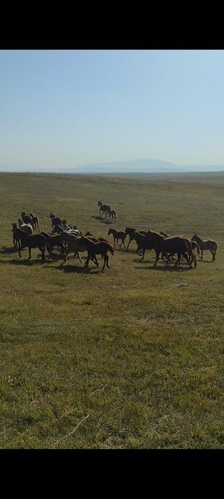 Құлынды биелер үйірімен сатылады