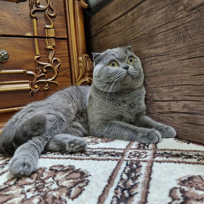 Продается Скоттиш фолд