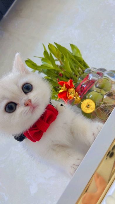 Серибристая шиншилла