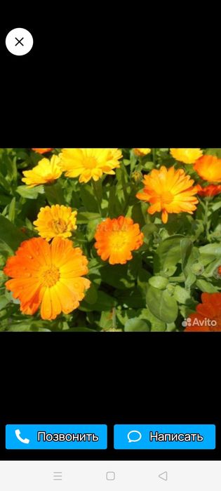 Семена календулы (ноготки)