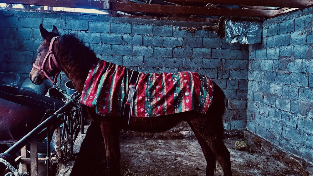 Срочно Тай мінгі