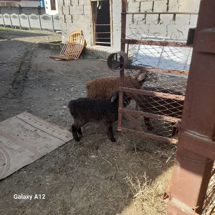 Ұрғашы тоқты сатылады