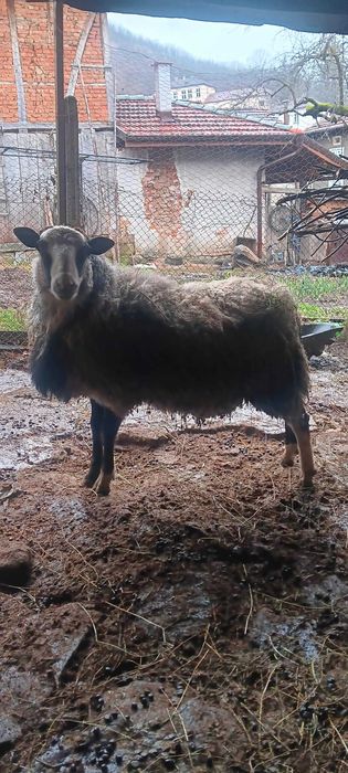 Продавам романовски овен на една година област Ловеч