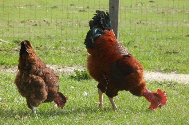 Голошейка товуқининг тухумлари бор! Касалликка чидамли зот ҳисобланади