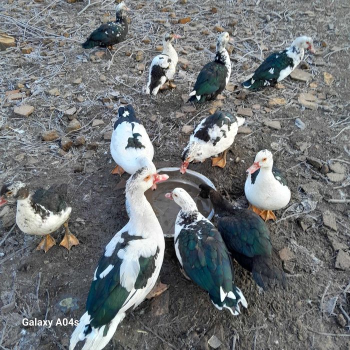 Vând rațe mute din 2025