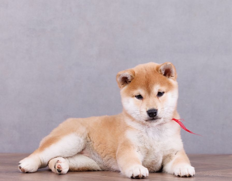 Щенки сиба ину