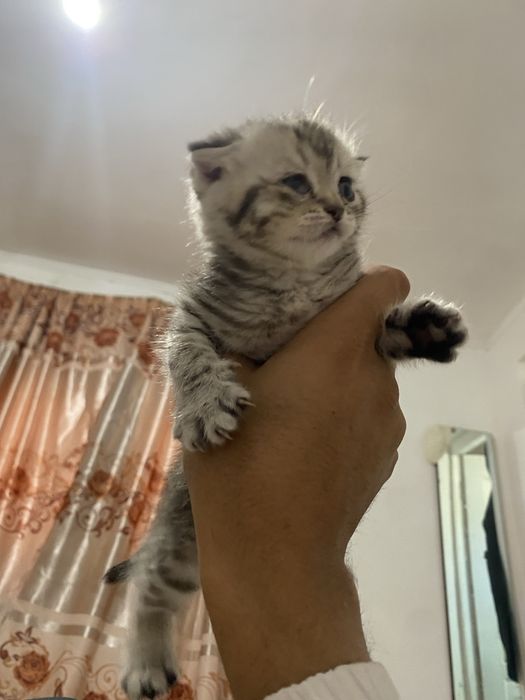 котенок кошки мя
