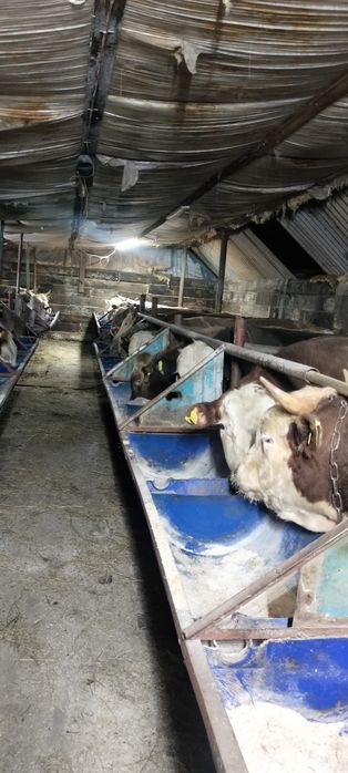 Откорм сатылады 13 бас 2 кеткен .23 бас 1 кеткен