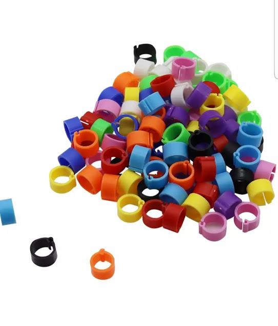 Cleme porumbei de vanzare