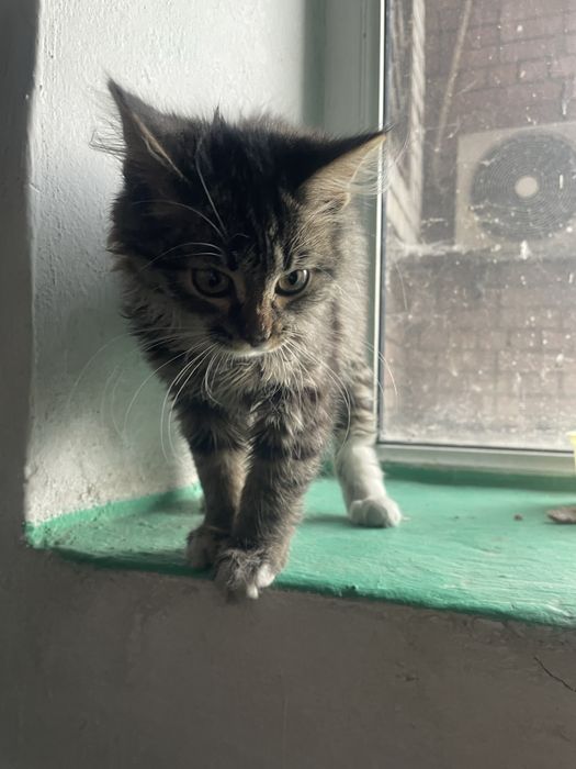 Котенок мальчик бесплатно
