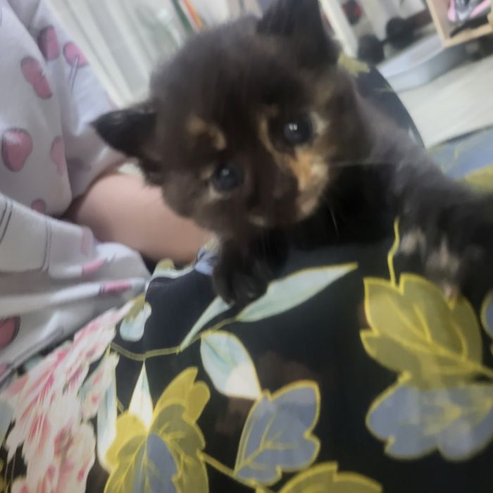 Продаю котят 1 мес.