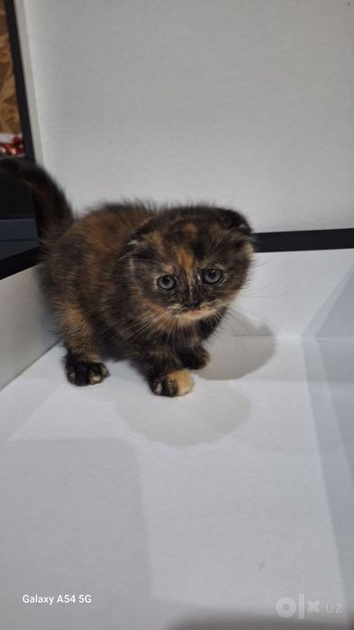 Скотиш фолд 1.5 oylik