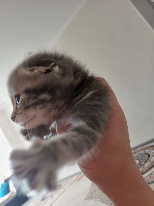 Котята британские