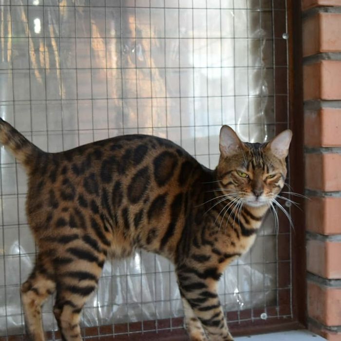 Бенгальский кот на вязку