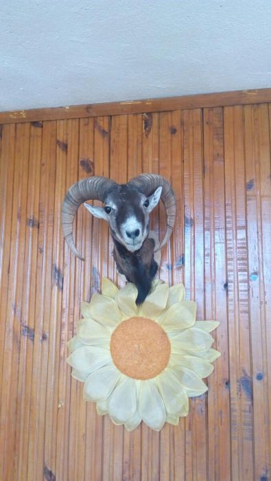 Препариране на животни!!! Имам готови птици!