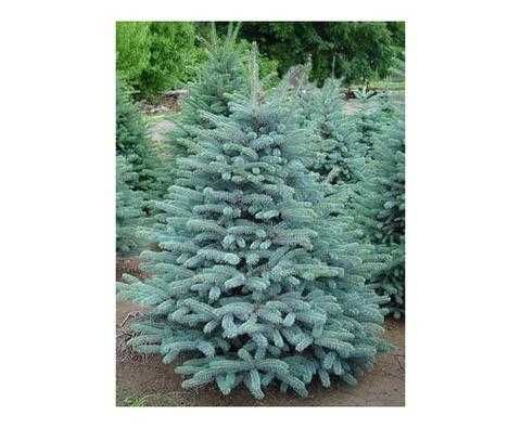 Сребрист Смърч-(Picea Pungens Glauca)