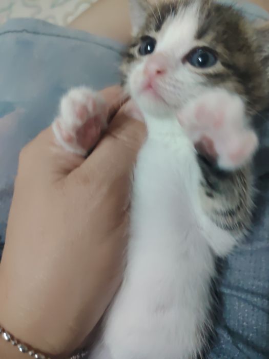 Отдам котят в добрые руки