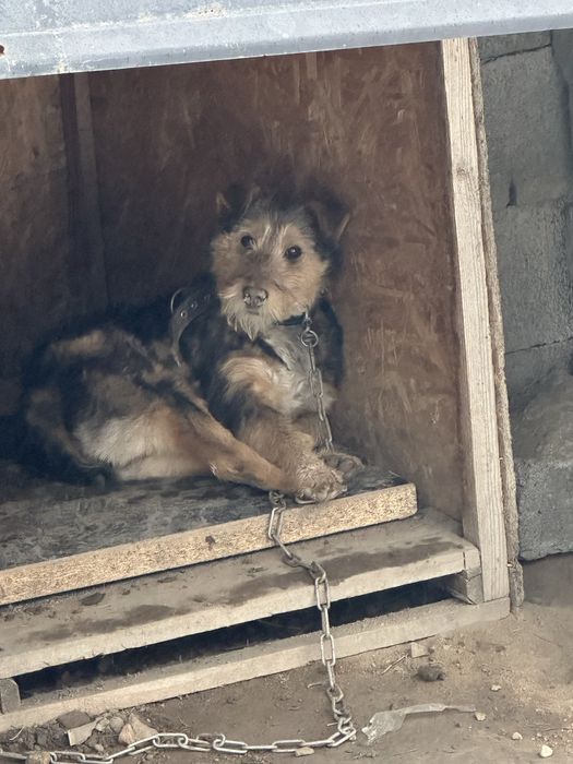 6-месячный фокстерьера