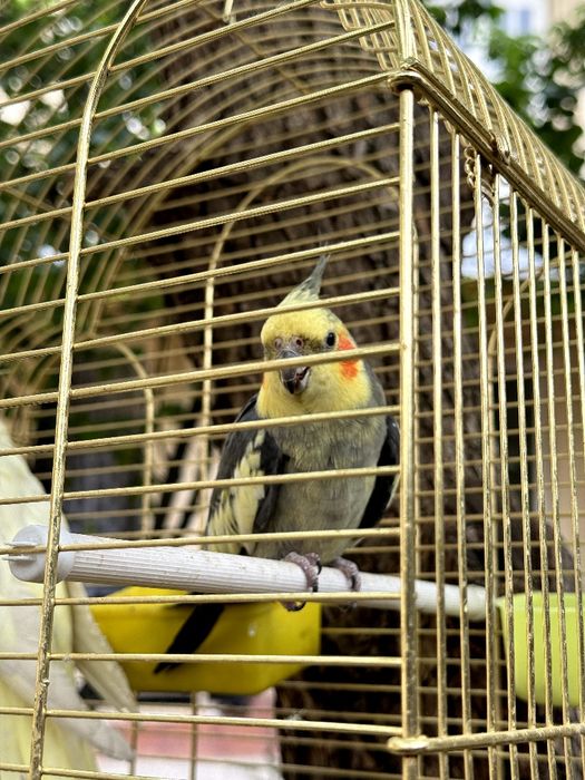 Корелла пара попугай