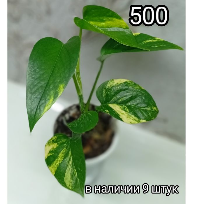 Растения четыре вида