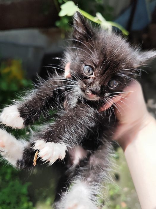 Котята , есть 6 штук