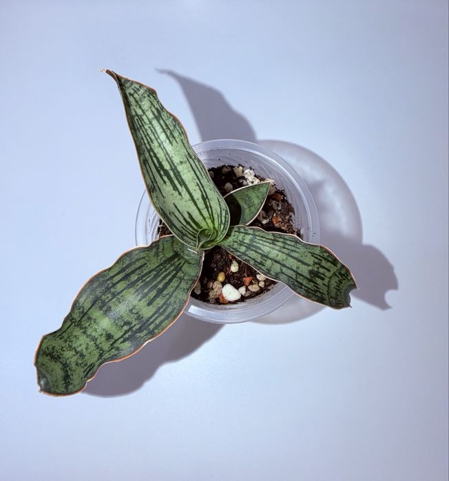 Сансевиерия, комнатные растения, комнатные цветы