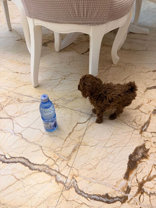 Fetite Pudel/Poodle toy mini cu pedigree