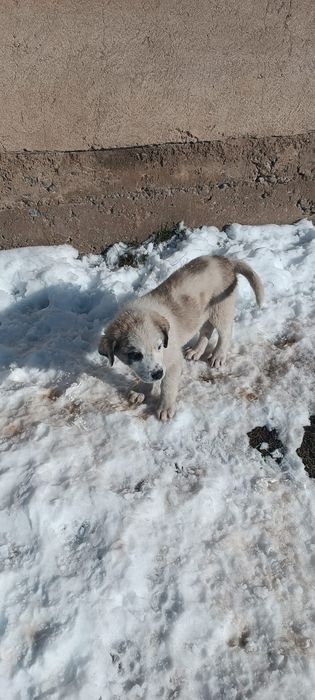 Алабай 2 кушик сатылады