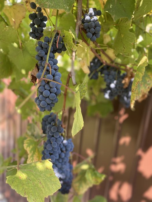 Struguri pentru vin