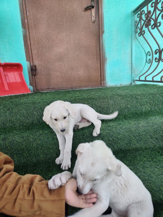 Щенята тазы, сучки.