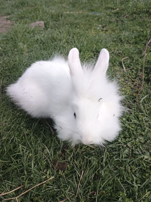 Iepurași cap de leu