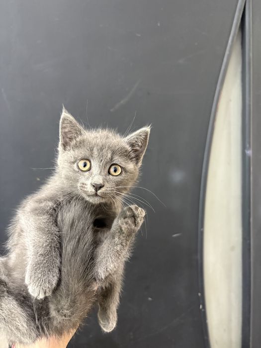 Отдам котенка и кошку(маму)