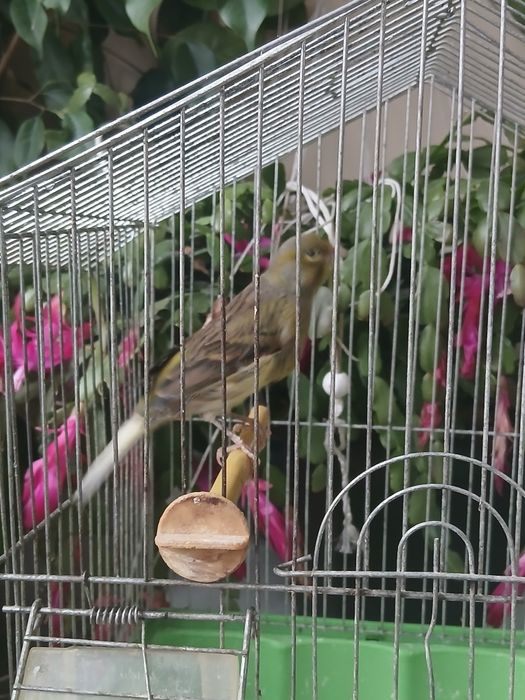 Млад мъжки канар