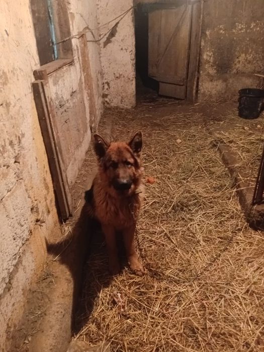 Неметски овчарка