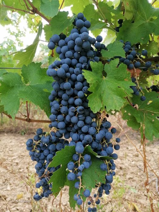 Struguri de vanzare