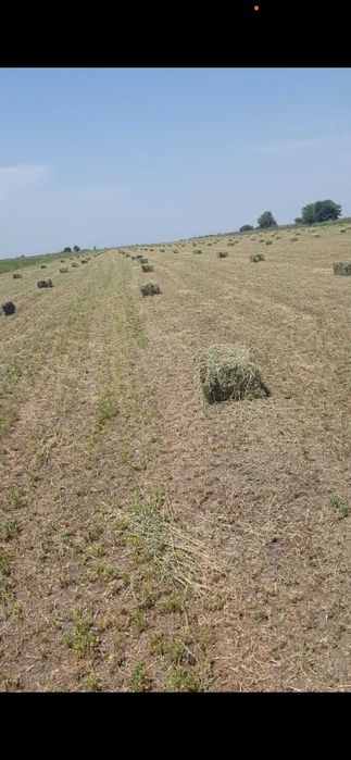 Baloti lucerna Coasa a-3-a