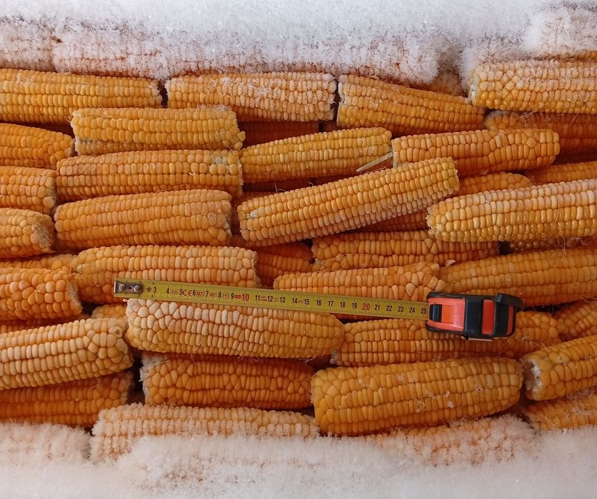 Porumb zaharat congelat Târgoviște