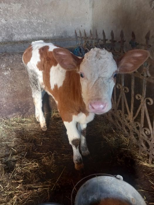 Vând vitea mănâncă fan abrac