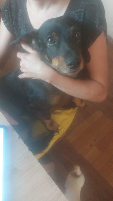 Такса 7 лет  ищим